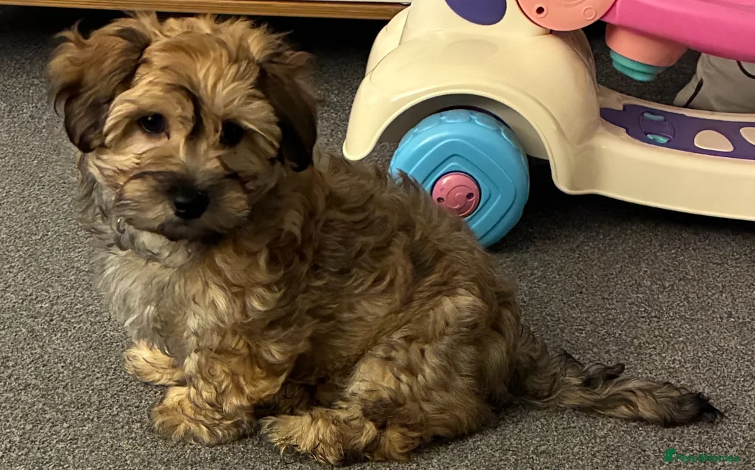 Havanese dogs for sale: Beautiful KC Registered Pedigree Havanese  in Longhope - Advert 2