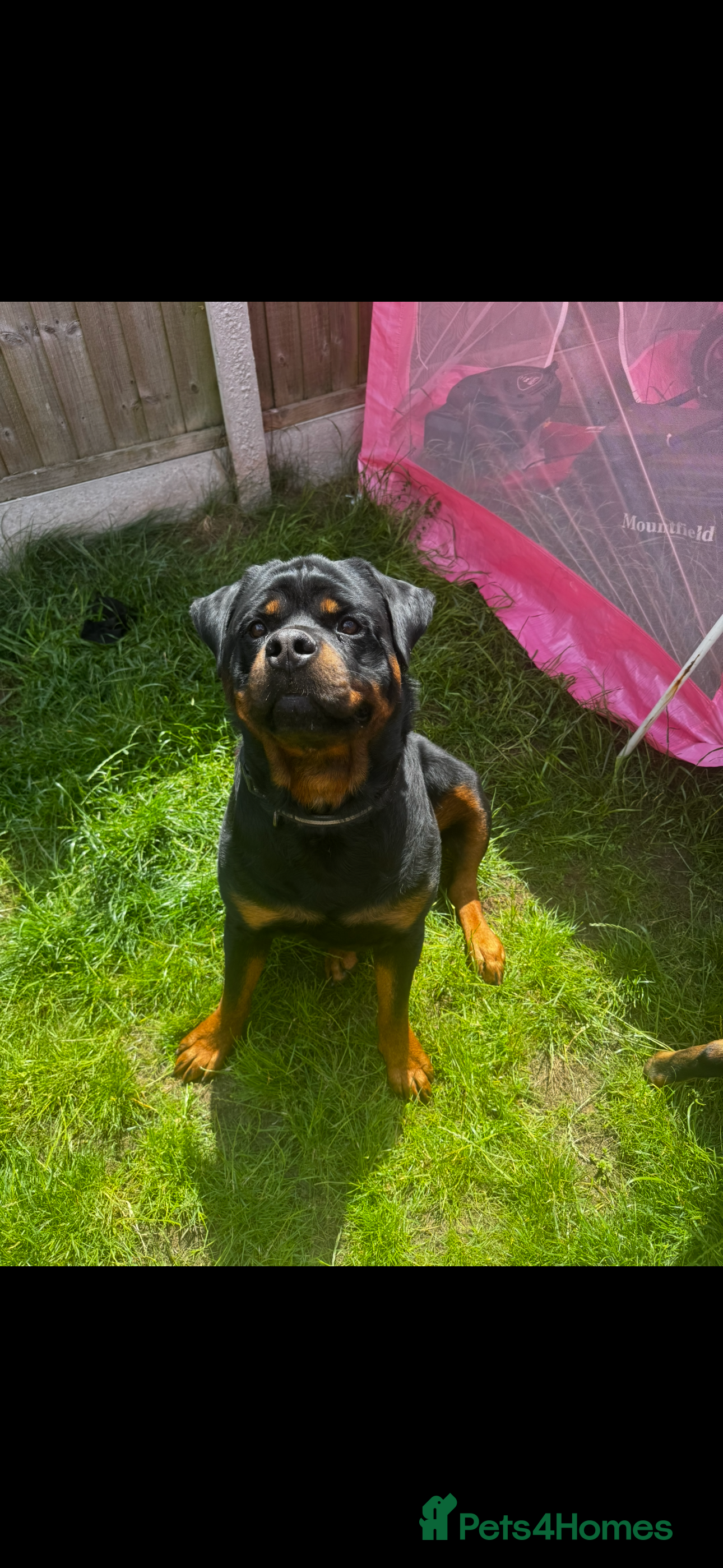 Rottweiler dogs Rotwillers - Advert 1