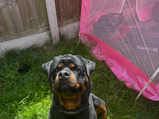 Rottweiler dogs Rotwillers - Advert 2