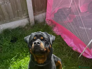 Rottweiler dogs Rotwillers - Advert 3