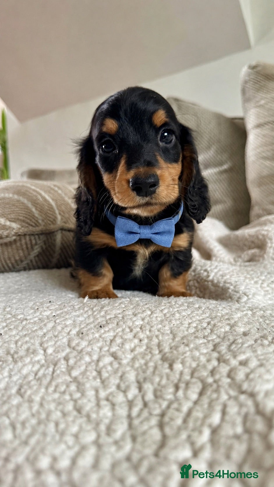 Miniature Dachshund dogs BEAUTIFUL LONGHAIR PRA CLEAR & KC REG MINIS - Advert 1