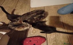 Mixed Breed cats for sale: Kittens for sale - ideal busy family additions - Image 5