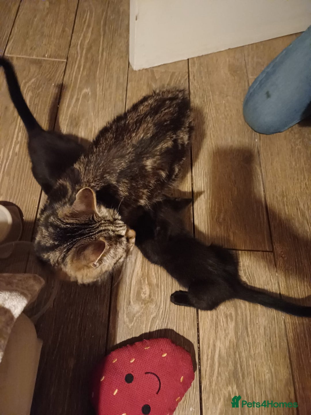 Mixed Breed cats for sale: Kittens for sale - ideal busy family additions - Image 5