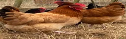 Chickens poultry for sale: Beautiful hybrid hens POL - Advert 5