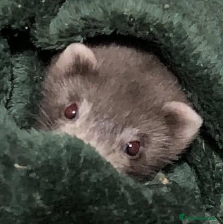 Ferret rodents 2 half micro sandy ferret males for sale  - Advert 3