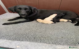 Labrador Retriever dogs for sale: KC health tested Labrador Pups  - Image 18