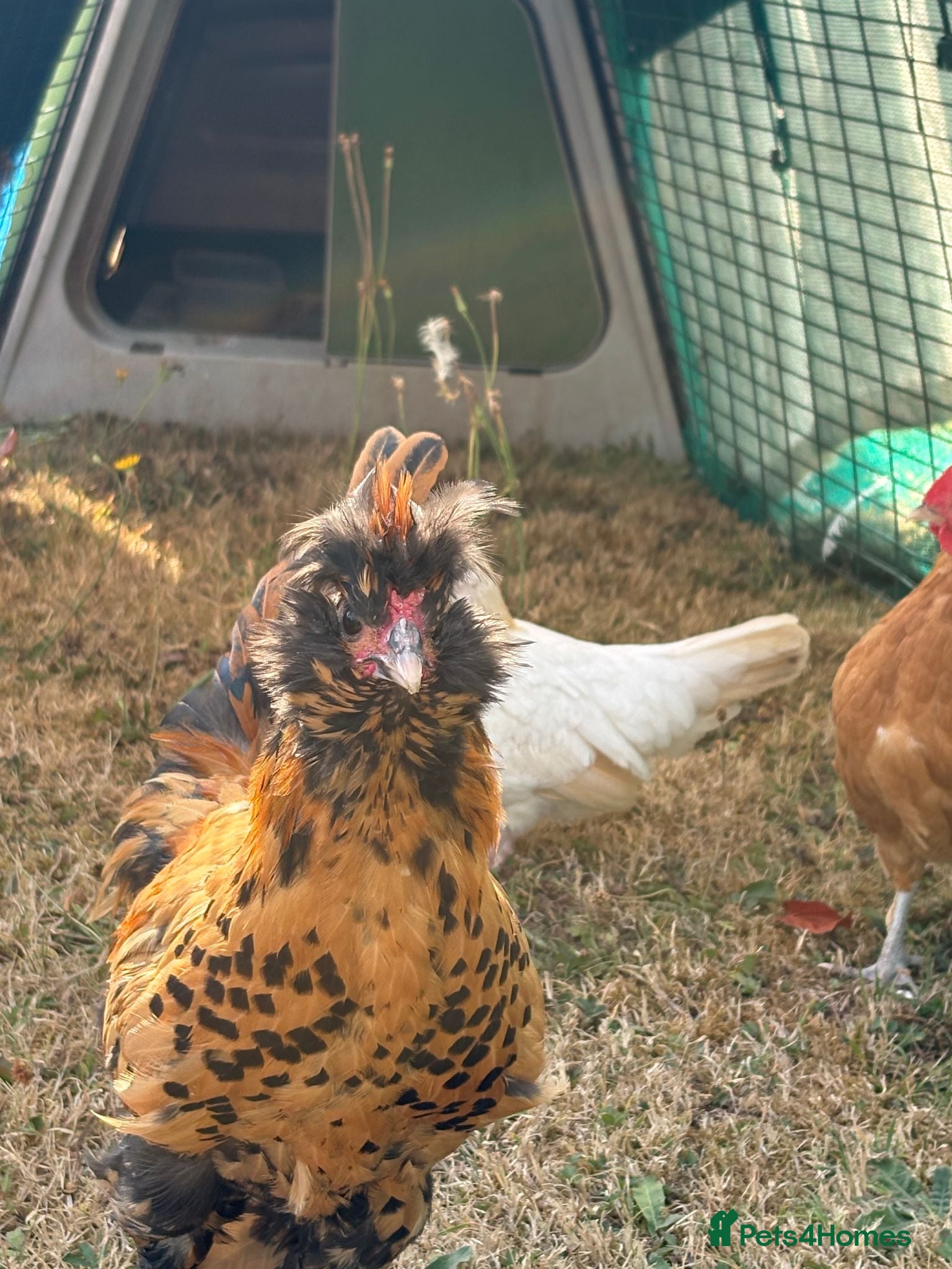 Chickens poultry  Young Pavlovskya Cockerel - Advert 1