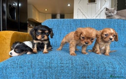 Cavalier King Charles Spaniel dogs for sale: 3 male 1 female cavalier King Charles pups - Image 4
