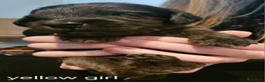 Yellow girl