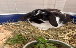 English Lop rabbits for sale: Dennis the English lop - Image 5