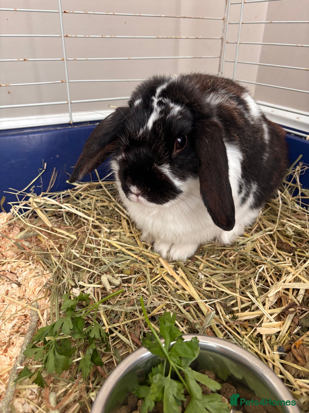 English Lop rabbits for sale: Dennis the English lop - Image 5