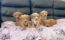 Cockapoo dogs for sale: Cockerpoo puppies - Image 1