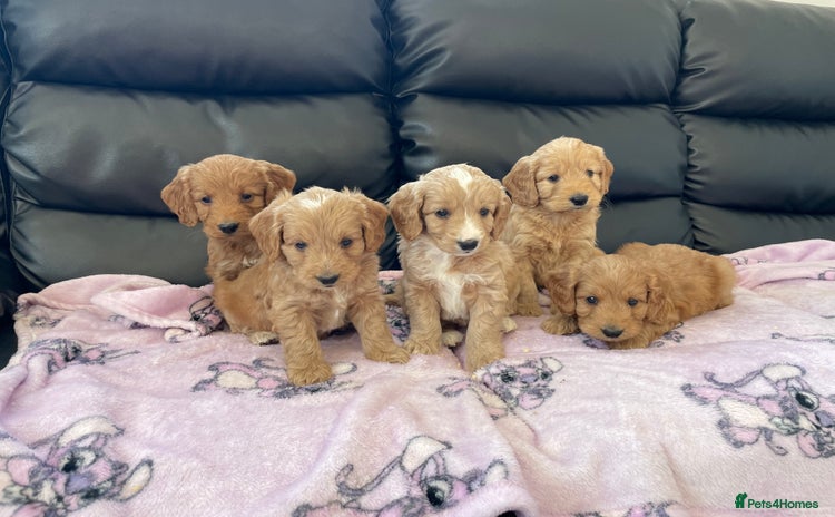 Cockapoo dogs - Advert 2