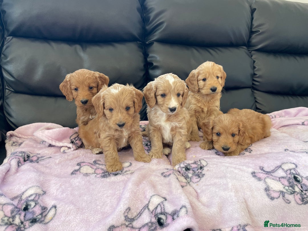 Cockapoo dogs for sale: Cockerpoo puppies - Image 1