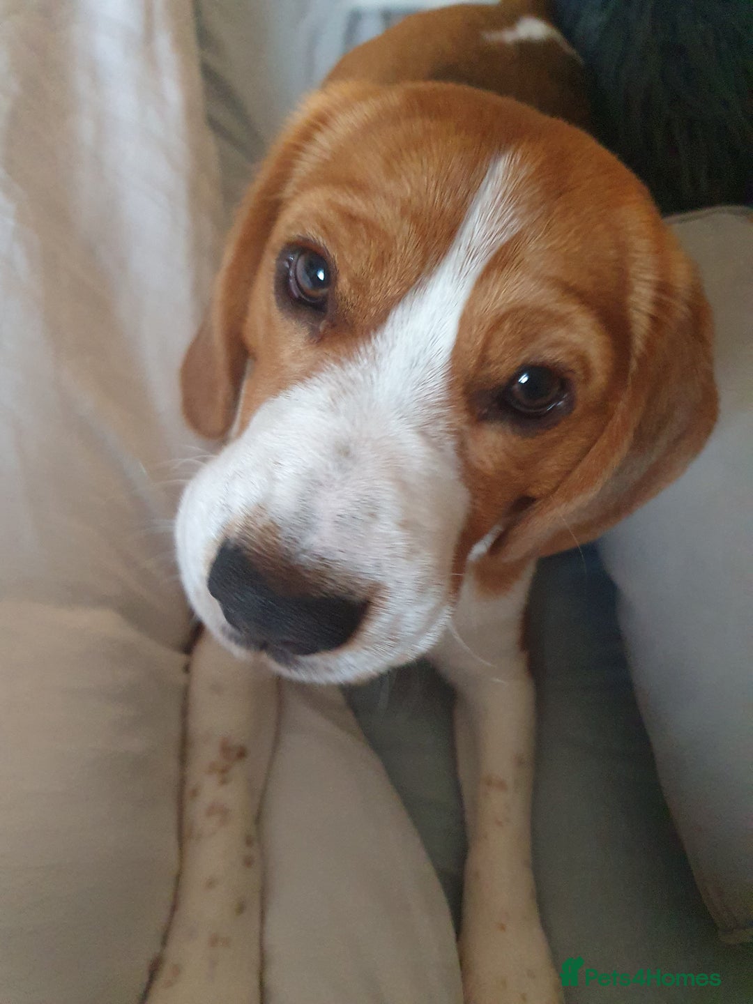 Beagle dogs for sale: Beagle (Tri Colour) M 3yo - Advert 4