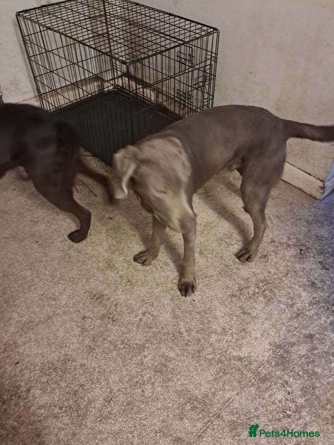 Labrador Retriever dogs for sale: Silver 11 month old male labrador  - Advert 2