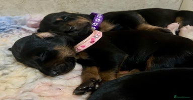 Dobermann dogs - Advert 4