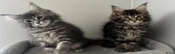 Maine Coon cats for sale: AMAZING TICA REGISTERED HEALTH TESTED KITTENS  - Advert 9