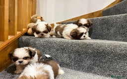 Shih Tzu dogs for sale: Summer Shihtzu Puppies - Image 23
