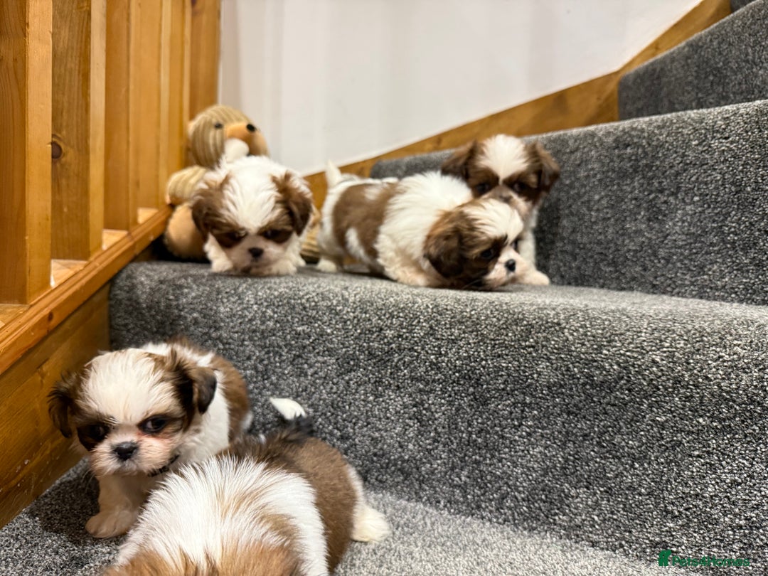 Shih Tzu dogs for sale: Summer Shihtzu Puppies - Image 23