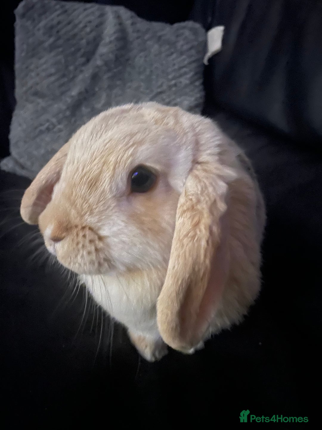 Harlequin rabbits for sale: Female lop - Advert 4