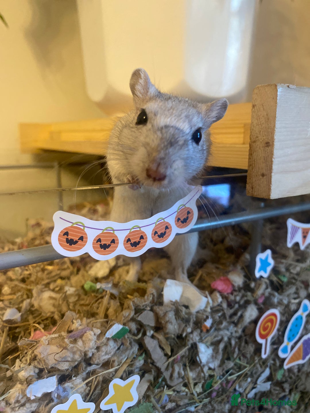 Gerbil rodents for sale: Detolf ikea tank and 2 make gerbils - Image 4