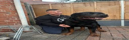 Rottweiler dogs for sale: Giant rottweiler pups,bred 4 size/health/temprment - Advert 4
