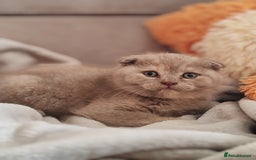Scottish Fold cats for sale: Only 1 🐱 left.Scottish fold x BSH kittens - Image 4