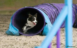 Border Collie dogs for sale: WINNING CRUFTS COMPETITORS. KC REG, HEALTH TESTED - Image 21