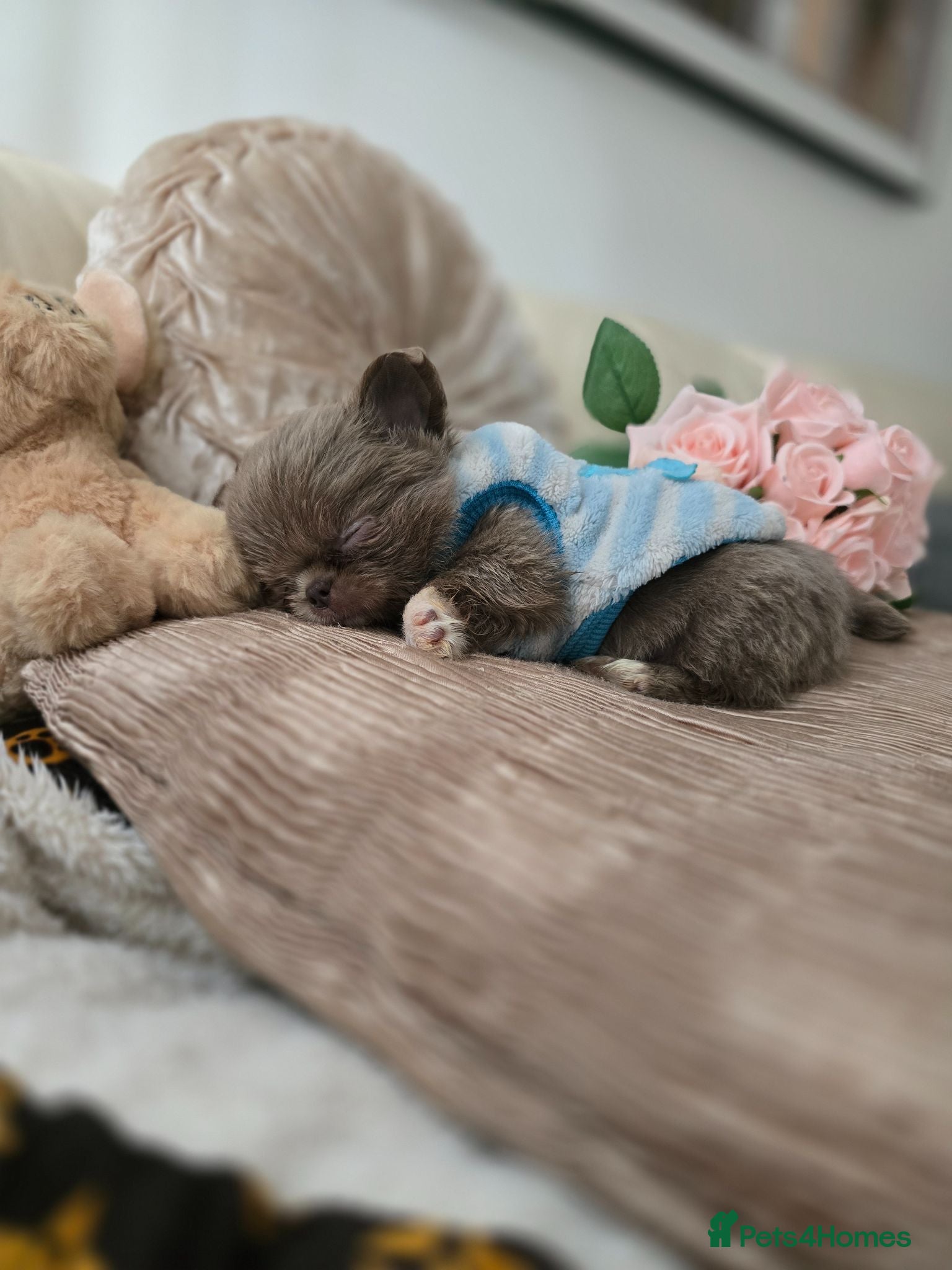 Chihuahua dogs Xx stunning kc chihuahua longcoat puppies Xx - Advert 2