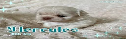 Shih Tzu dogs for sale: Absolutely Gorgeous Shih tzu pups. 3 boys - Advert 6