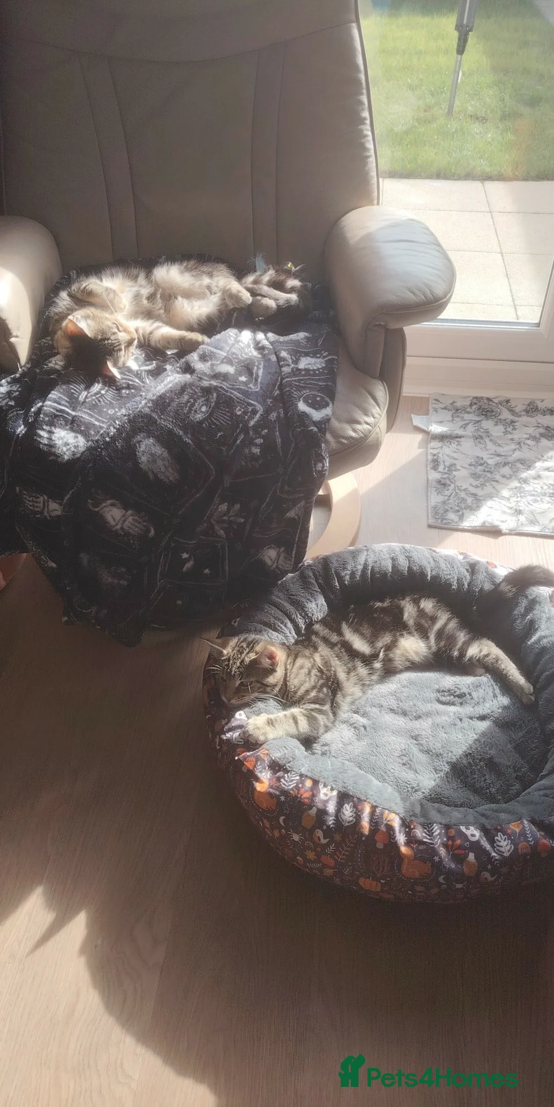 Mixed Breed cats for sale: BONDED PAIR KITTENS. Maine coone mixes in Camborne - Advert 3