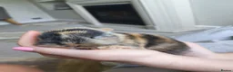 Mixed Breed rabbits for sale: Lion head and mini lop baby rabbits - Advert 6