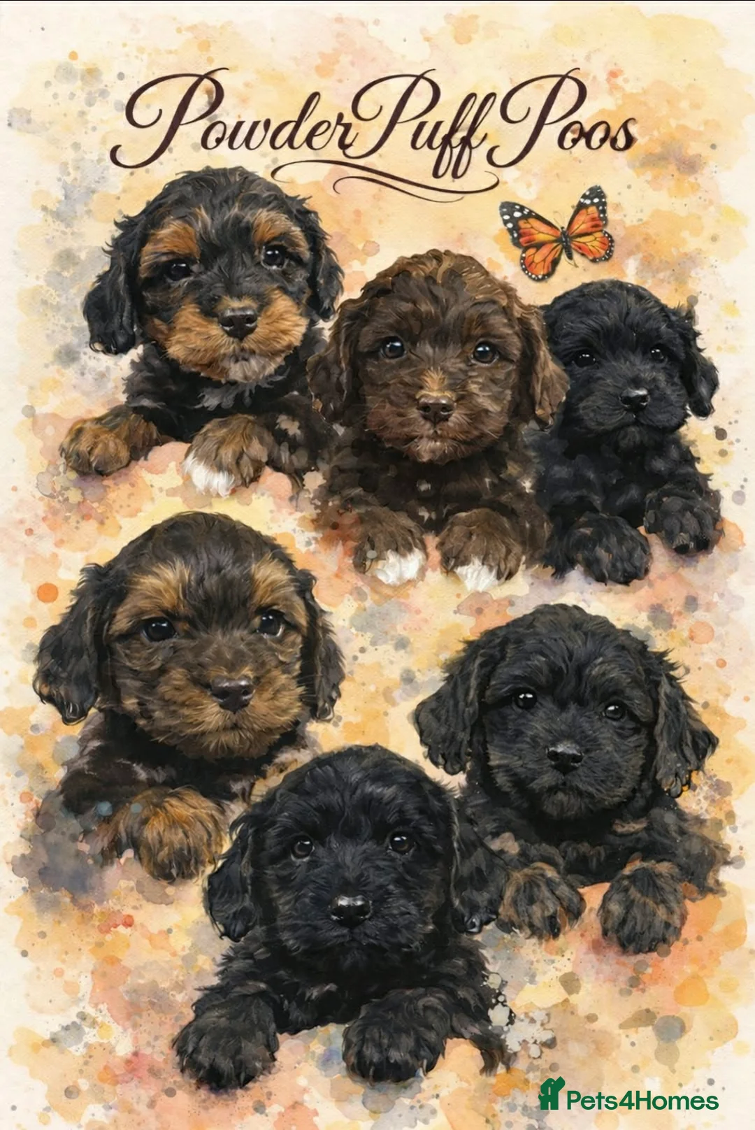 Mixed Breed dogs for sale: Powderpuff poos  - Advert 1