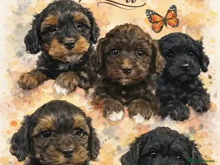 Mixed Breed dogs Powderpuff poos - Advert 1