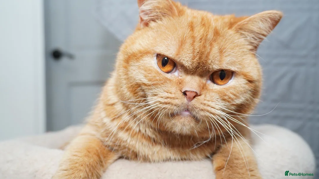 British Shorthair cats for sale: British shorthair - Advert 2