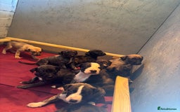 Lurcher dogs for sale: Whippet/greyhound/bull X greyhound/whippet/collieX - Image 4