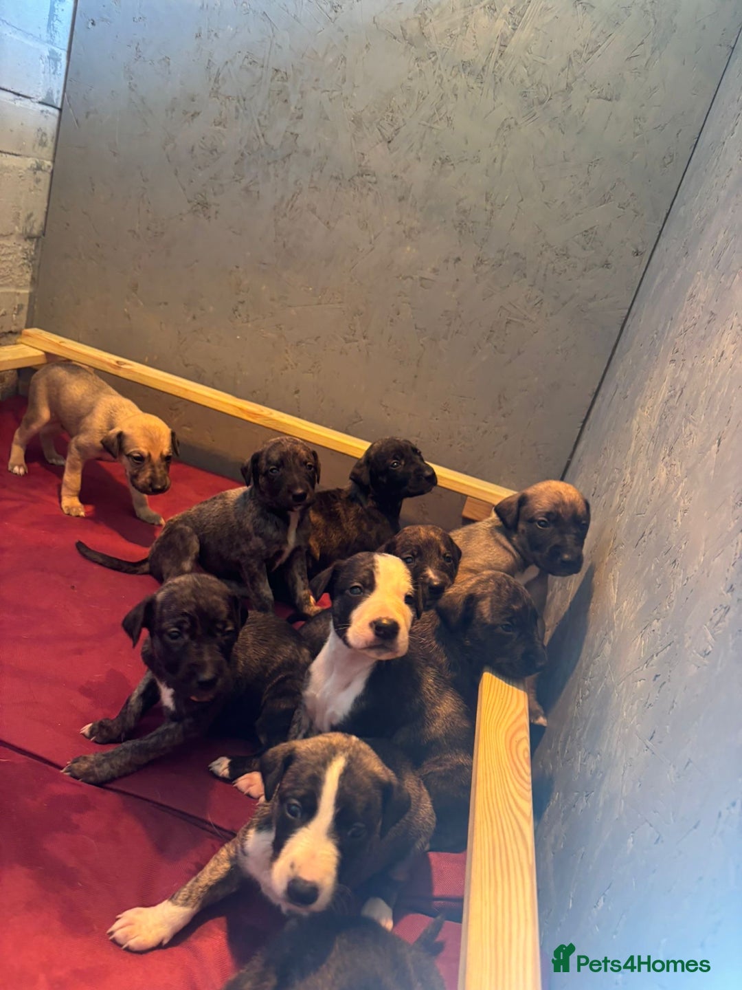 Lurcher dogs for sale: Whippet/greyhound/bull X greyhound/whippet/collieX - Image 4