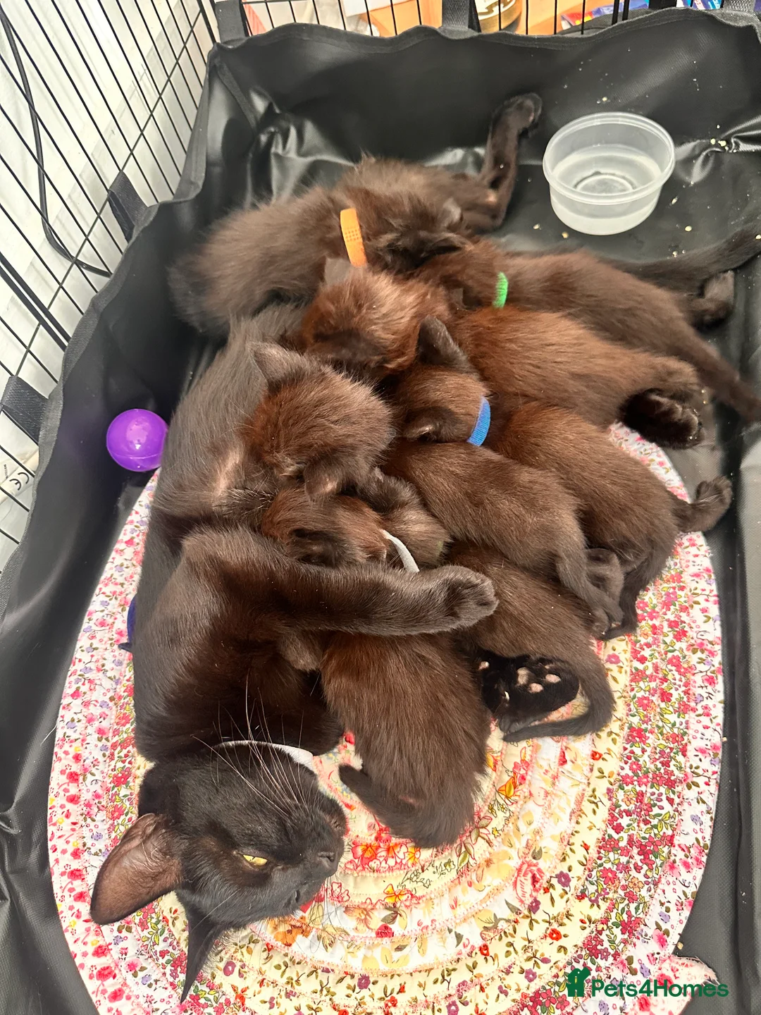 Bombay cats for sale: 6 Bombay cross kittens  - Advert 2