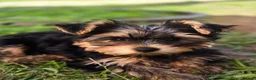 Yorkshire Terrier dogs for sale: Aurelija  - Advert 8