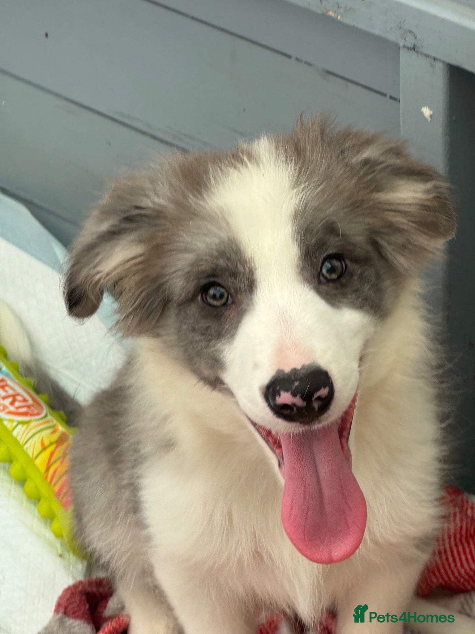 Border Collie dogs Stunning KC Registered Border Collie Puppies  - Advert 2