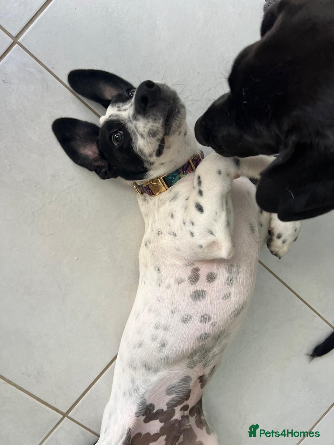Mixed Breed dogs for adoption: Cheeky pup Zippy - Joyful, playful and loyal - Image 3