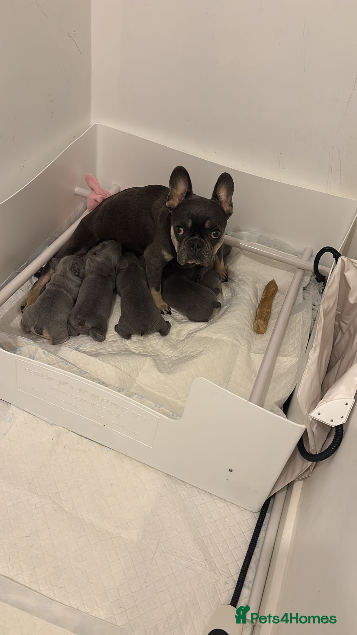 French Bulldog dogs French bulldog  - Advert 5