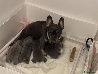 French Bulldog dogs French bulldog - Advert 3