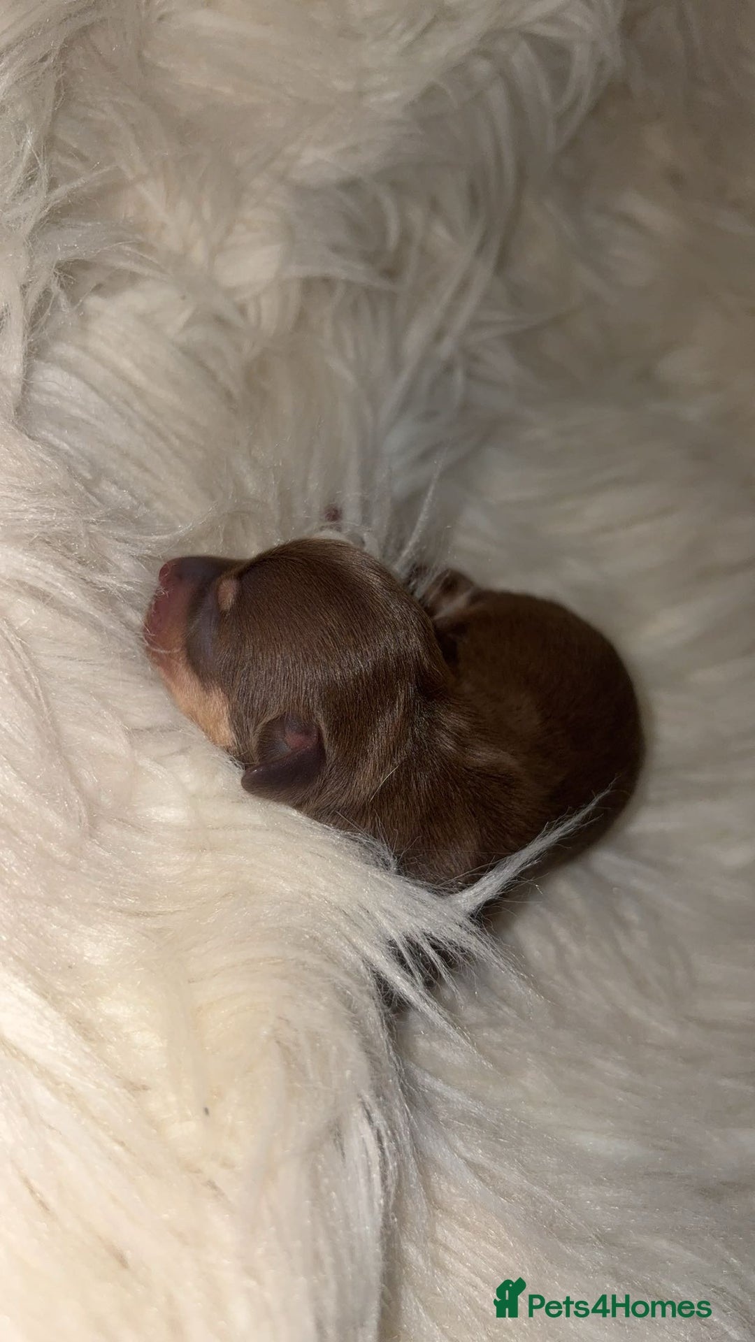 Chiweenie dogs for sale: Gorgeous Mini Dachshund X Puppies🐾 - Image 8