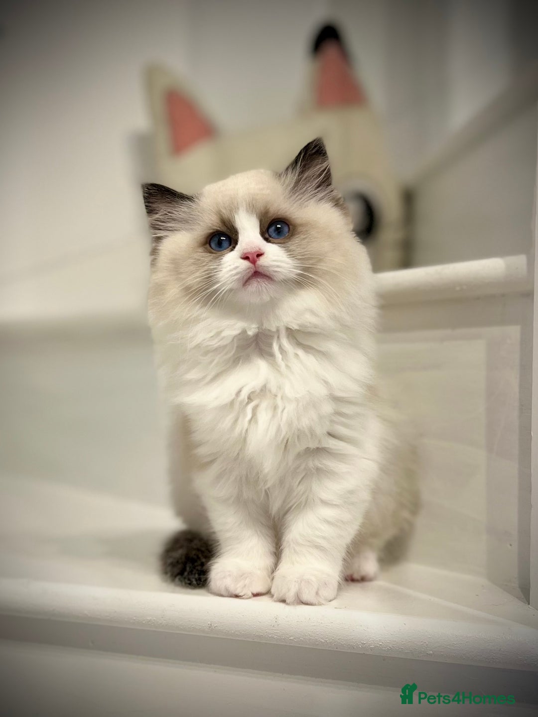 Ragdoll cats for sale: Exquisite Seal Bicolour Ragdoll Boys dolly face - Image 4