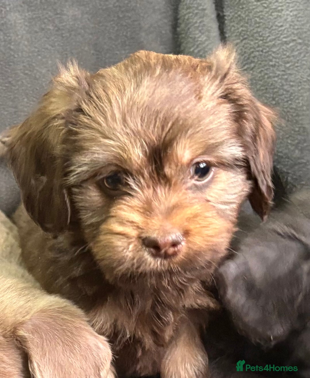 Mixed Breed dogs for sale: LOVELY LITTER OF SCHWEENIES  - Advert 12