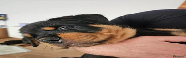 Orange collar