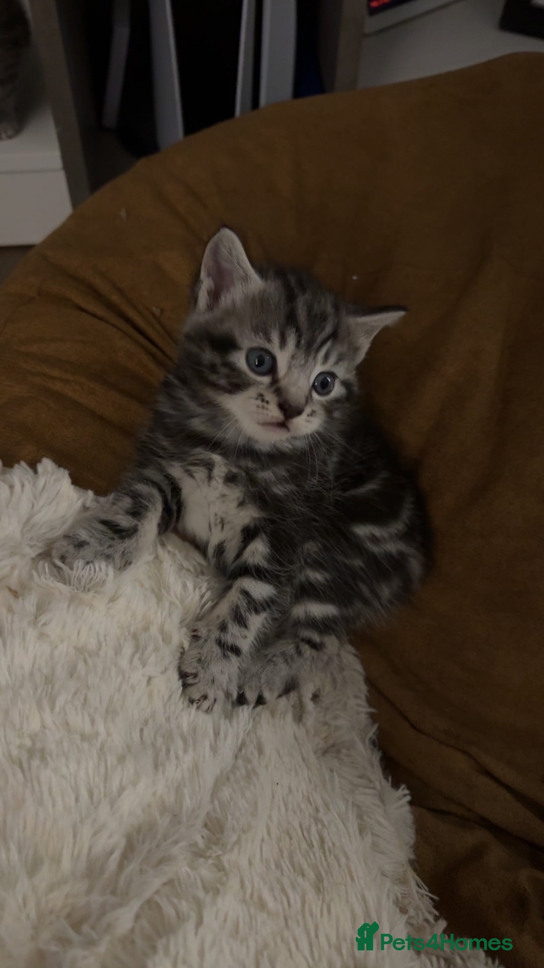 Mixed Breed cats for sale: 5 cute kittens for sale.  - Image 19