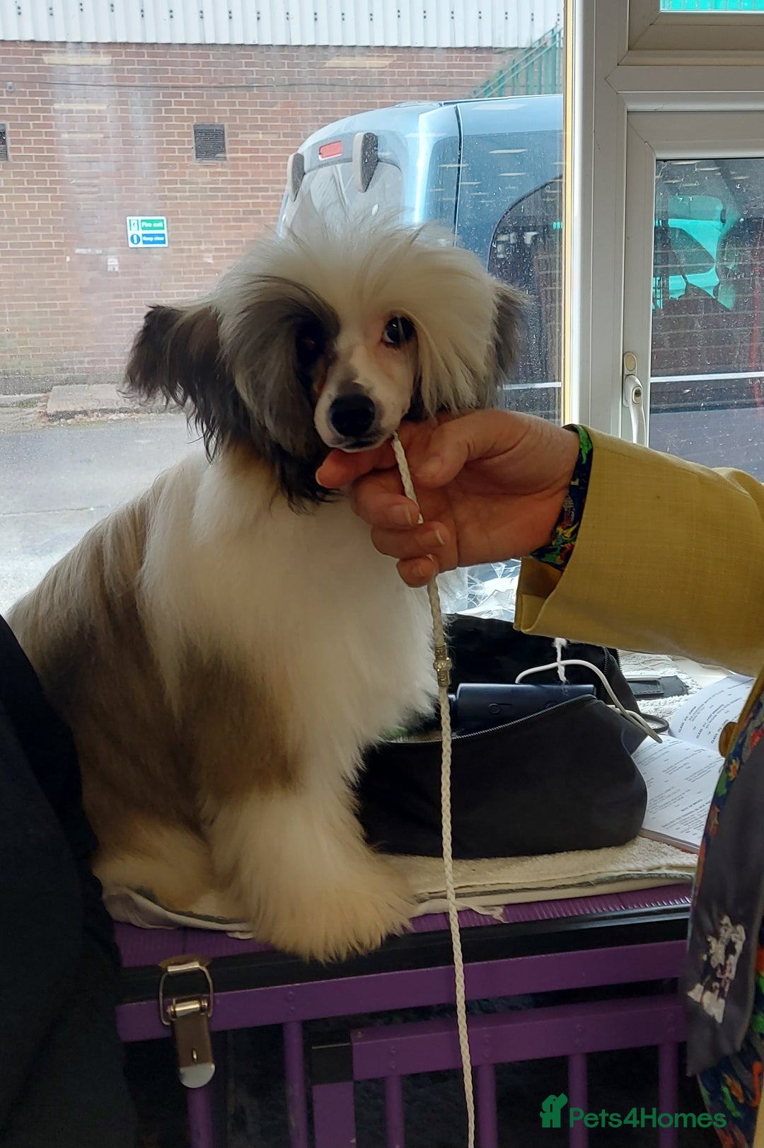 Chinese Crested dogs for sale: KC registered Male puppy  - Advert 2